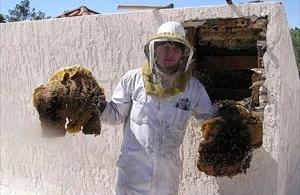 Anthem Bee Removal employee holding removed comb